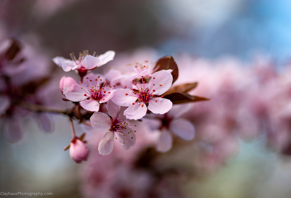 ClayhausPhotography-CLAY0766-Edit