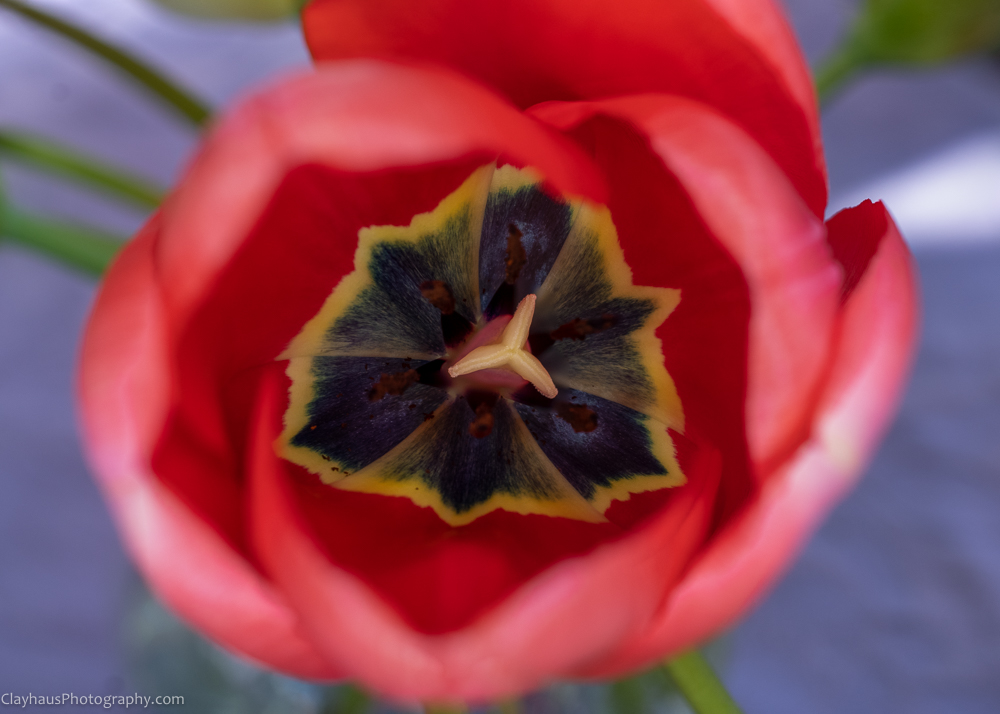 ClayhausPhotography-CLAY0846-Edit