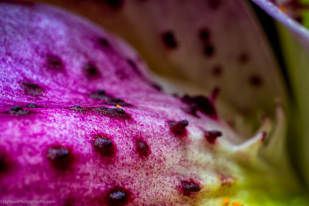 ClayhausPhotography-CLAY1796-Edit