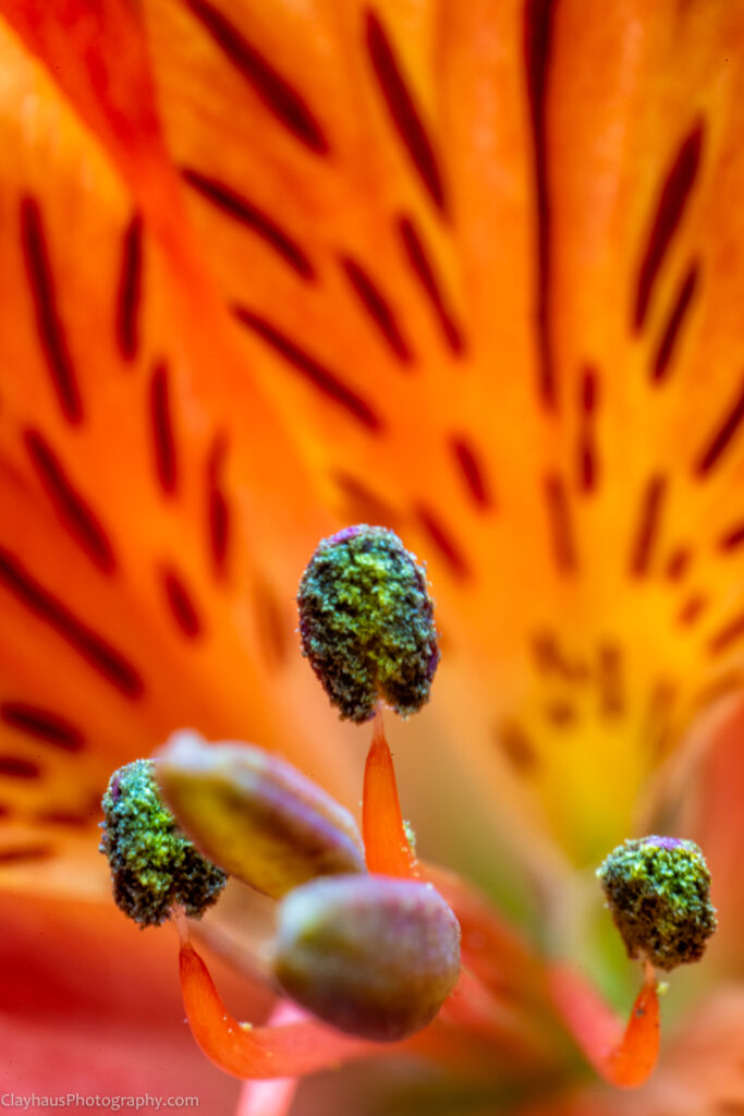 ClayhausPhotography-CLAY1810-Edit